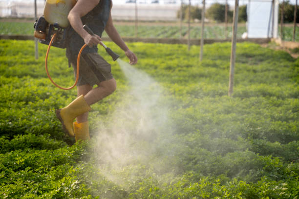 Best Pest Removal Services  in Emerald Bay, TX