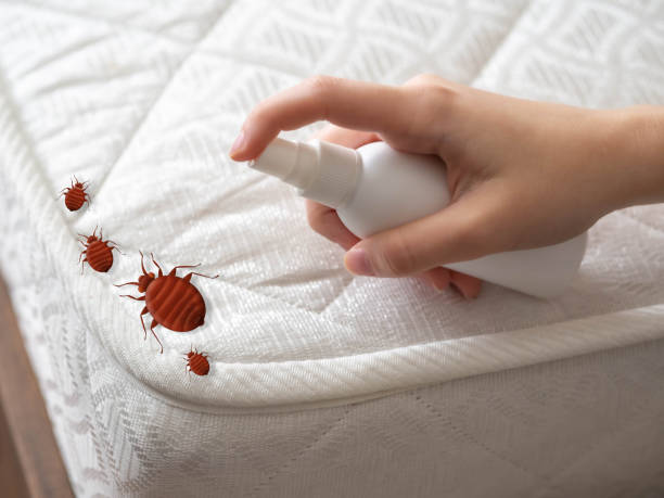 Best Insect Control  in Emerald Bay, TX