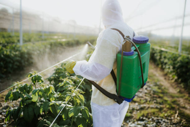 Flea Control Services in Emerald Bay, TX